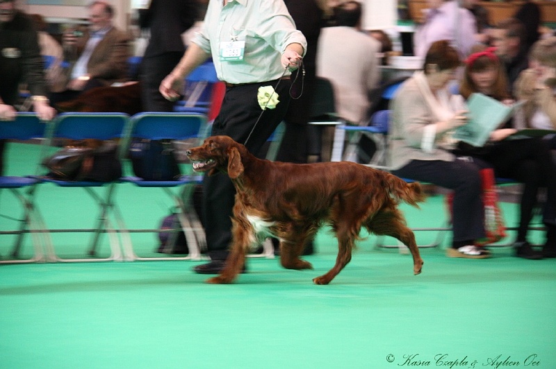 Crufts2011 037.jpg